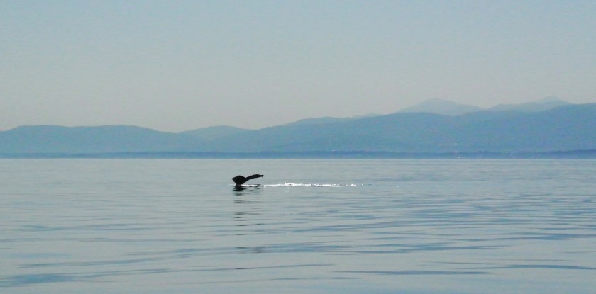 whaletail