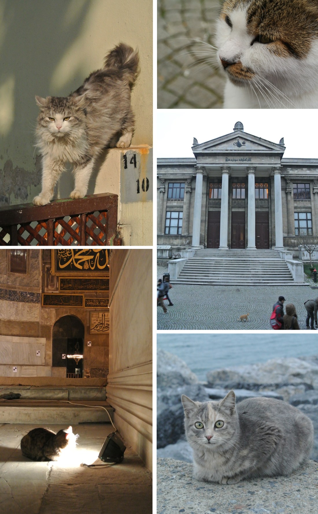 catsofistanbul